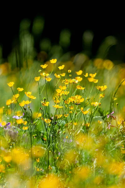 Fleurs sauvages de montagne en fleurs (Ranunculus montanus) en Europe — Photo