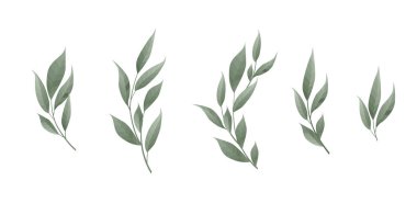 Vector set. Bay leaf. Green leaves on white background. Vector illustration. clipart