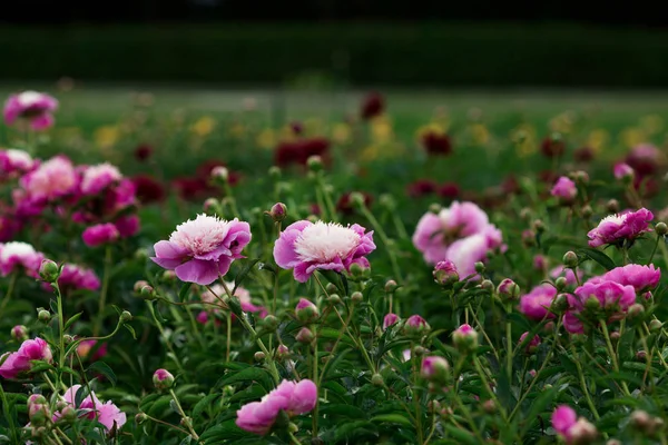 Pion Field Beautiful Peony Flower Garden — Stock Photo, Image