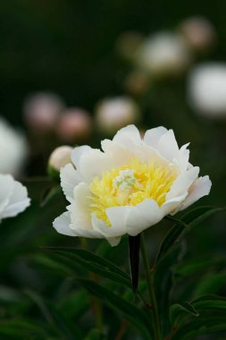 Pion alan. Bahçe güzel Şakayık Çiçeği.