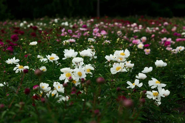 Pion Field Beautiful Peony Flower Garden — Stock Photo, Image