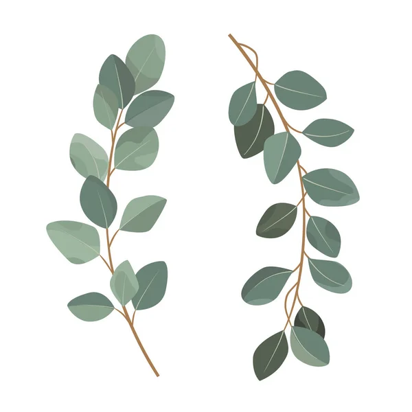 Set eucalyptus takken geïsoleerd op witte achtergrond. — Stockvector