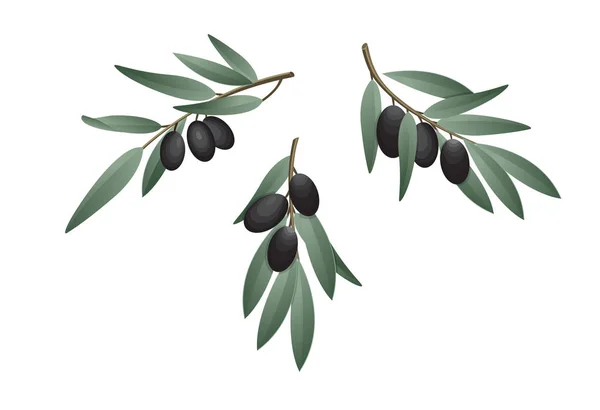 Olive branch in aquarel stijl. Ontwerp voor olijfolie, natuurlijke cosmetica, gezondheidsproducten. — Stockvector