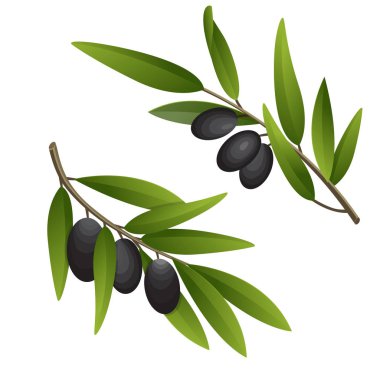 Zeytin dalı suluboya tarzında. Tasarım zeytin yağı, doğal kozmetik sağlık ürünleri.