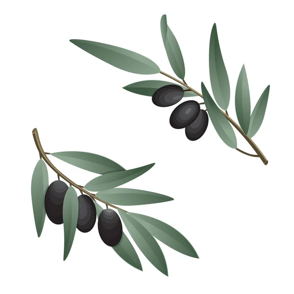 Olive branch in watercolor style. Design for olive oil, natural cosmetics, health care products. — Stock Photo, Image