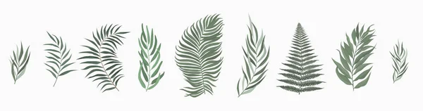 Vector set leaf. 흰 바탕에 녹색 잎이 있다. 벡터 일러스트. — 스톡 벡터