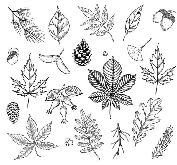 Herfst vector set met bladeren, bessen, dennenappels, noten en eikels. Gedetailleerde bos botanische elementen voor decoratie. Eiken, esdoorns, kastanjebladeren — Stockvector