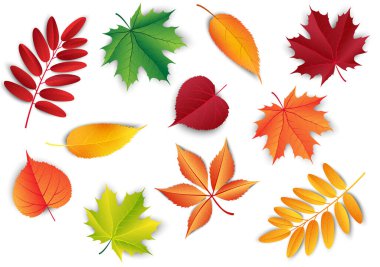 Sonbahar yaprakları seti. Dekorasyon için orman botanik unsurları. Klasik sonbahar dekor.