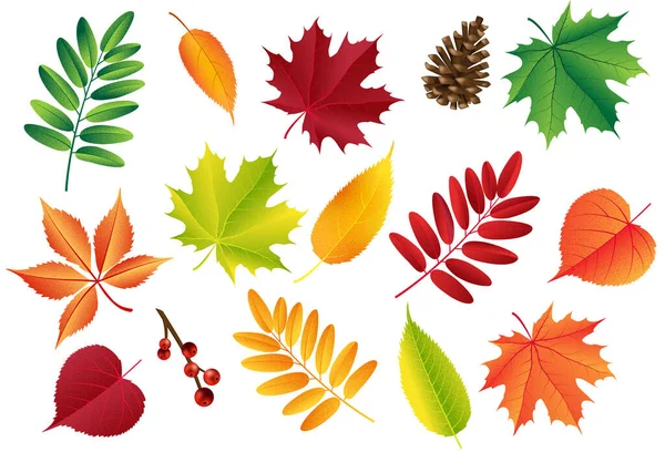 잎과 원추형으로 된 가을 벡터 세트. 장식을 위한 삼림 식물학적 요소. 고령화 계절의 쇠퇴. — 스톡 벡터