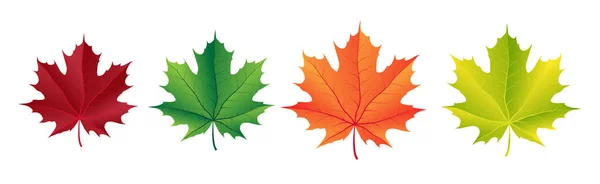 단풍나무 잎이 달린 가을 벡터 세트. 장식을 위한 삼림 식물학적 요소. — 스톡 벡터