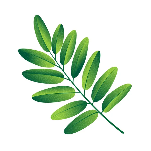 Autumn rowan leaf vector on a white background — Stock Vector