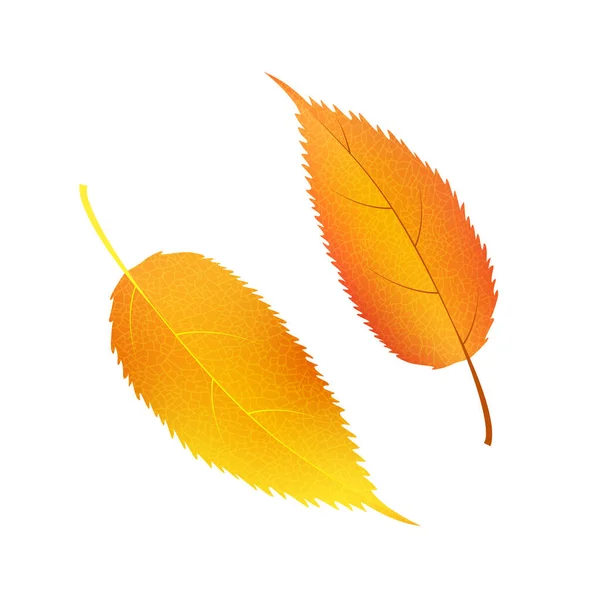 Ensemble de vecteurs d'automne feuilles. Éléments botaniques forestiers pour la décoration. — Image vectorielle