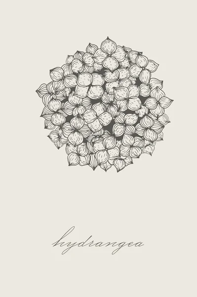 Hortensia dibujada a mano, ilustración vectorial en estilo vintage. — Archivo Imágenes Vectoriales