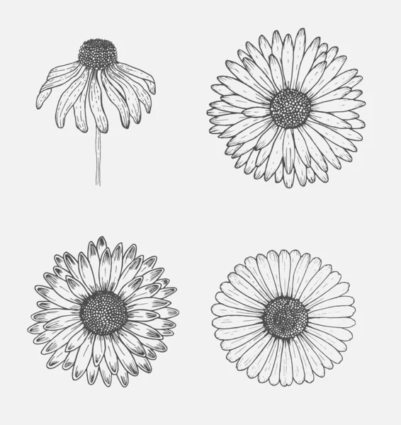Flores de manzanilla aisladas sobre fondo blanco. Ícono de hierbas. — Archivo Imágenes Vectoriales