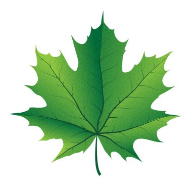 Beyaz arkaplanda sonbahar akçaağaç yaprağı vektörü