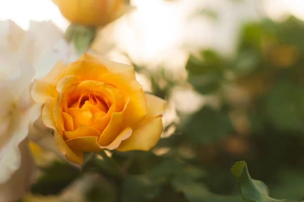 Bright red rose — Stock Photo, Image