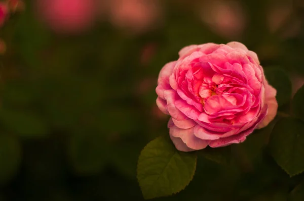 Bright red rose — Stock Photo, Image