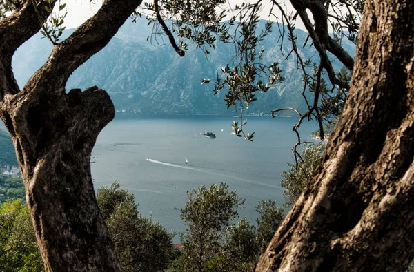 stock image View to Perast and Boka Kotorska from Gornij Stoliv, Montenegro Bay of Kotor