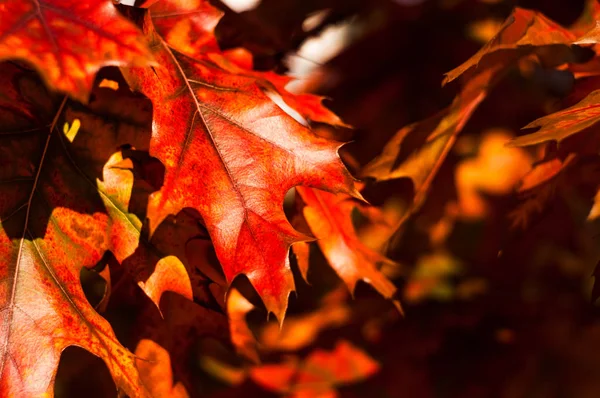 Ярко Красный Осенний Фон Листьев — стоковое фото
