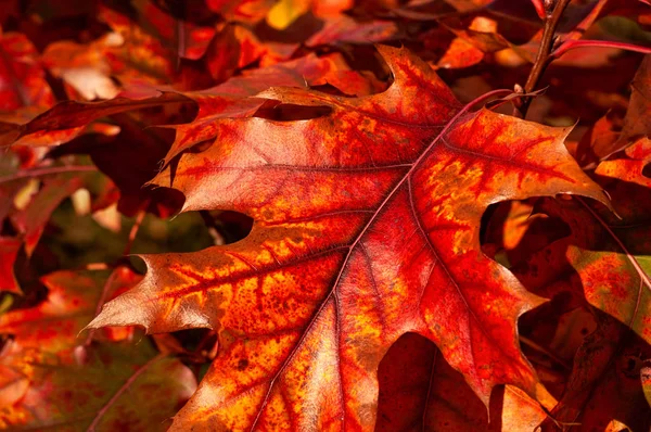 Bright Red Autumn Leaves Background — Stock Photo, Image