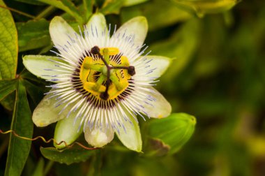 Passiflora incarnata çiçeği çiçek doğal arka plan, yakın çekim bulanık