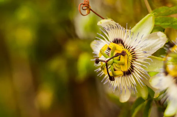 Flor Flor Passiflora Incarnata Sobre Fondo Natural Borroso Primer Plano — Foto de Stock