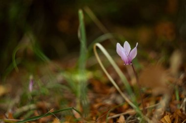 Kotor dağlarda, Karadağ büyüyen vahşi Siklamen 