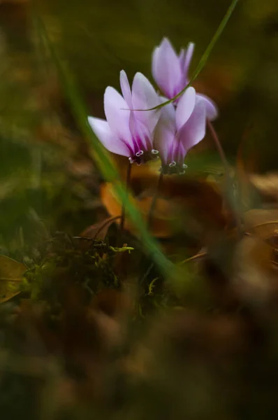 Wild Cyclamen Growing Kotor Mountains Montenegro — Stock Photo, Image