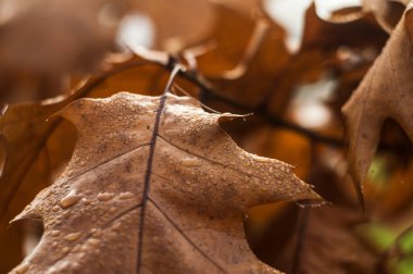 Kuru portakal dalda yaprak 