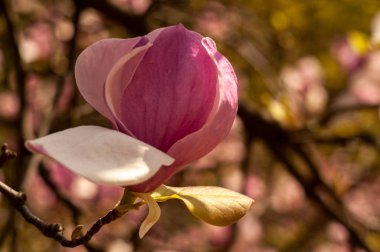 ilkbaharda güneş ışınları nda açan manolya ağacı dalı