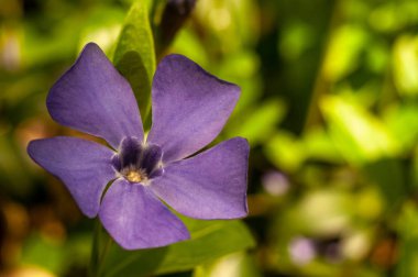 yeşil çim üzerinde güzel mor çiçeklenme periwinkle çiçek, yakın çekim