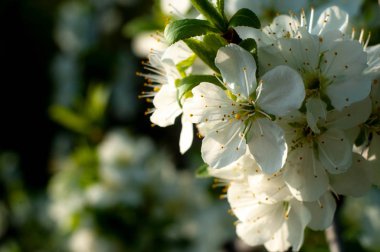ilkbaharda güneş ışınları nda açan kiraz ağacı dalı
