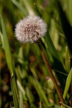 yeşil çim üzerinde güzel beyaz kabarık karahindiba çiçeği, yakın çekim 