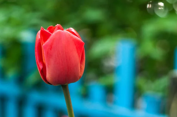 Krásný Tulipán Louce Slunečného Dne Rozostřené Pozadí Zblízka — Stock fotografie