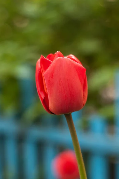 Krásný Tulipán Louce Slunečného Dne Rozostřené Pozadí Zblízka — Stock fotografie