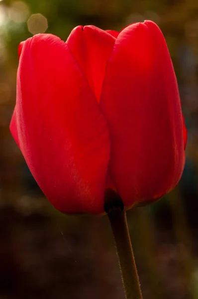 Krásný Tulipán Louce Slunečného Dne Rozostřené Pozadí Zblízka — Stock fotografie
