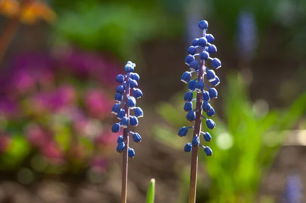 Hermosas Flores Azules Césped Borroso Primavera — Foto de Stock