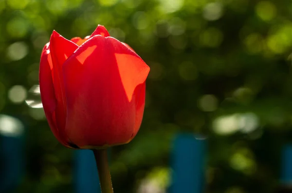Bela Flor Tulipa Prado Dia Ensolarado Primavera Fundo Borrado Close — Fotografia de Stock