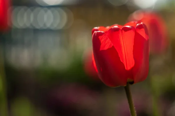 Krásný Tulipán Louce Slunečného Dne Rozostřené Pozadí Zblízka — Stock fotografie