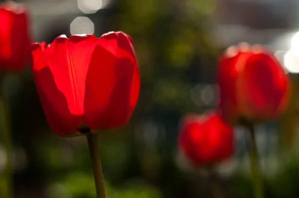 Nádherné Tulipané Květy Louce Slunečného Dne Rozostřené Pozadí Zblízka — Stock fotografie