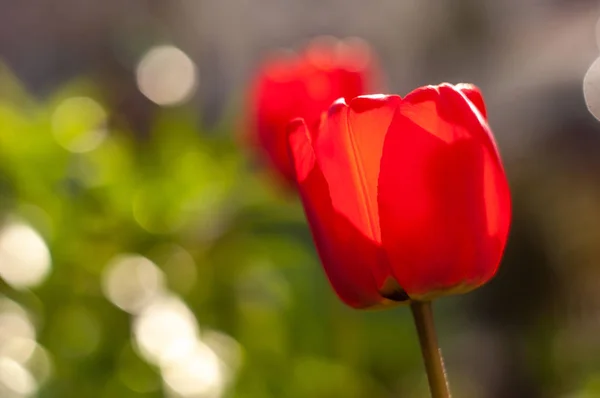 ぼやけた背景に晴れた春の日に草原で美しいチューリップの花 クローズアップ — ストック写真