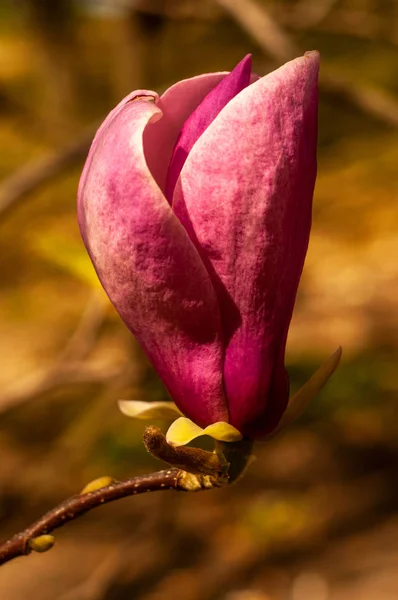 Rama Floreciente Del Árbol Magnolia Los Rayos Sol Primavera — Foto de Stock
