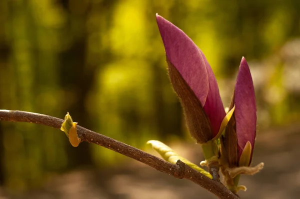 Цветущие Ветви Деревьев Магнолии Солнечных Лучах Весной — стоковое фото