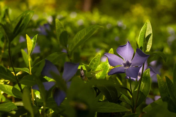 Beautiful Purple Blooming Periwinkle Flowers Green Lawn — Stock Photo, Image