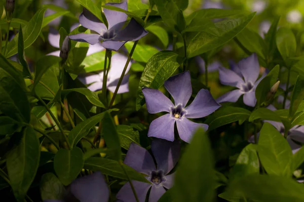 Smukke Lilla Blomstrende Periwinkle Blomster Grøn Græsplæne - Stock-foto