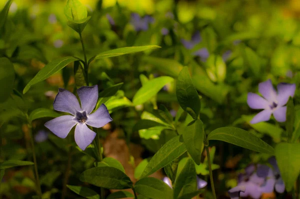 Красивые Фиолетовые Цветущие Цветы Зеленой Лужайке — стоковое фото