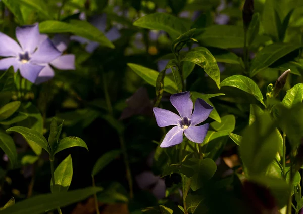 緑の芝生に美しい紫色の花が咲く — ストック写真