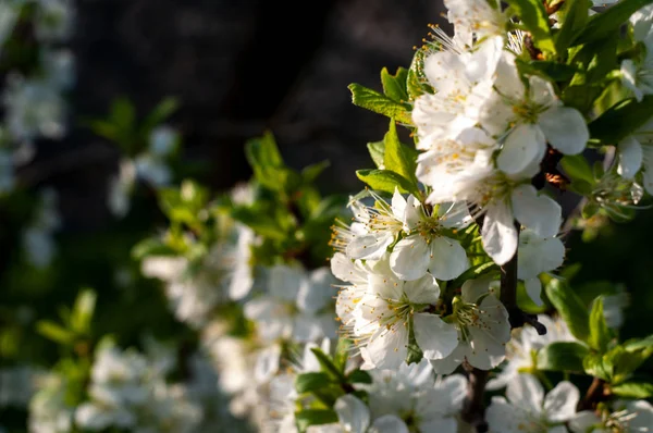 Branche Cerisier Fleurs Dans Les Rayons Soleil Printemps — Photo