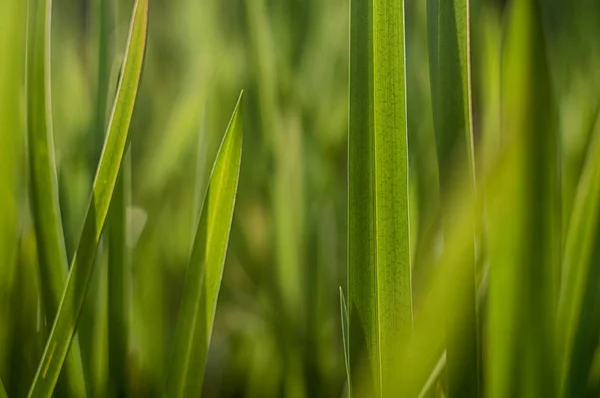 Sunlit Niewyraźne Zielona Trawa Wiosna Zbliżenie — Zdjęcie stockowe