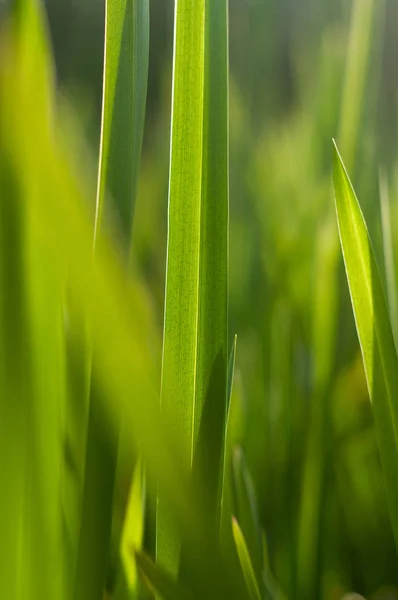 Lumière Soleil Brouillé Vert Vif Herbe Printanière Gros Plan — Photo